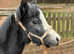 Welsh a grey colt
