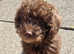 Gorgeous chocolate brown jackapoo puppy 9 weeks old