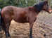 STUNNING NICE NATURED PURE TB FILLY. BY MAYSON. CHIEVELEY PARK STUD. GREAT GRANDFATHER GALILEO. UNBROKEN. BOXES, LEADS. LIVING OUT