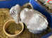 Mini lop adults for sale