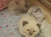 5 week old girl kitten ragdoll