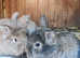 Angora rabbit babies