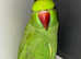 Baby Green Indian Ring Neck Talking Parrot