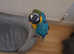 Blue and gold macor parrot