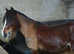 14.1hh Welsh C gelding