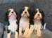 Stunning Kc dna clear cavalier King Charles pups