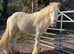 Lovely palomino cob gelding