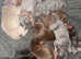 Dobermann puppies for sale