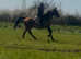 16.3 Irish sport horse gelding happy hacker /alrounder