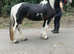 2 years old mare.