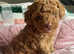 Red tiny Toy Poodle