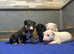 Champion English Bull Terriers