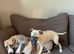 2 beautiful whippet pups for sale
