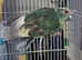1 male kakariki and 3 cockatiels
