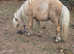 Marley registered mini Shetland