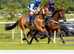 Thoroughbred gelding