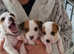 Parson Russell terrier