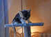 Female kitten