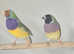 Goldains finches