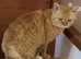 Last baby boy Rare Selkirk Rex Scottish folds