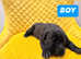 Champion Cane Corso Puppy