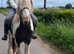 Beautiful traditional cob gelding