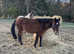 Family 3 year old pony