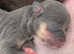 Kc reg apple dome chihuahua puppies