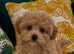 Quality DNA Health Tested F1 Maltipoo Puppies