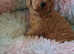 Beautiful toy poodle babies