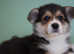 Welsh Corgi (Pembroke)