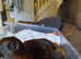 Dachshund puppies forsale