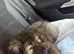 Caucasian shepherd puppy