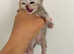 Silver Tabby  British Shorthair Female
