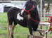 Stunning 13.1hh coloured mare