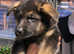 Gorgeous German shepherd puppies