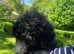 Sheepadoodle puppies (Doodles) old English sheepdog x poodle pups