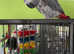 African Grey Parrot 14 years old