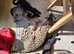 F4 Savannah Kittens - Brown Spotted & Melanistic