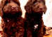 Beautiful Chocolate Cockapoo Puppies
