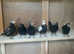 Racing Pigeons for sale
