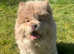 Stunning rare exotic mini chow chow puppies for sale