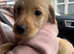 Female Labradoodle