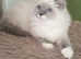 Beautiful GCCF Registered Ragdoll Kitten.