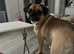 Loving dog seeks new home