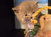 British shorthair kittens for sale