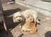Cockapoo puppies for sale