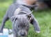 Blue female Staffy