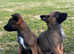 Belgian Shepherd Malinois puppies
