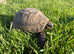 HERMANN'S ADULT  Tortoise FEMALE  last one Left